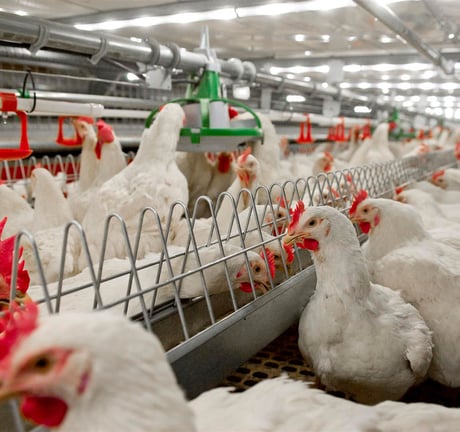 poultry farming in malaysia